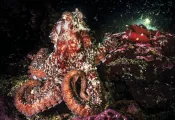 octopus-post_edit.jpg.webp