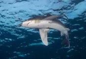 redseaoceanic_BrandiMueller.jpg.webp