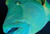 scuba-diving-humphead-wrasse.jpg.webp