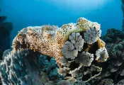 sea_cucumber_jurgen_spd_teaser.jpg.webp