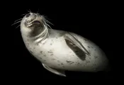 seal attack -.jpg.webp