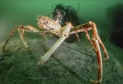 thumbnail-giant-crab.jpg.webp