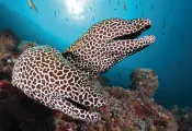 thumbnail-maldives-scuba-diving-eels.jpg.webp