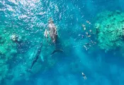 travelers-swimming-with-humpbacks-silver-banks-credit-courtesy-Jason-Flowers_Aggressor-Adventures.jpg.webp