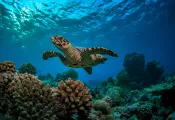 turtle_indianocean_Will Falcon_shutterstock_.jpg.webp