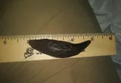 bear-tooth-ruler-courtesy-image.jpg.webp