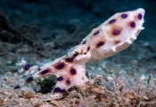 blue-ringed-octopus-koh-tao-elaine-brett.jpg.webp