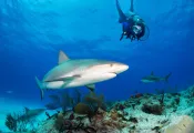 bmot-bimini-_teaser.jpg.webp