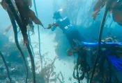 cape-radd-freediver-great-african-seaforest.png.webp