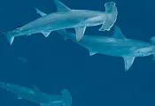 cocos-hammerheads-hero-bruce-shafer.png.webp