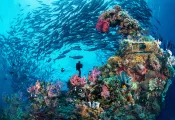 diver-school-jacks-wrec-chuuk-micronesia-credit-shutterstock-j.s.-lamy.png.webp