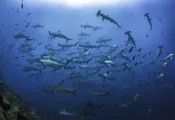 galapagos_shark_diving_digital_wbdr_article_image_x.png.webp