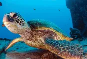 oahu-green-sea-turtle.jpg.webp