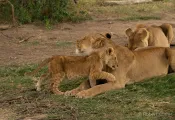 teaser-lioness-with-cub-credit-rob-currer.png.webp