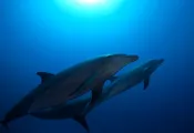 top_dive_dolphin.jpg.webp
