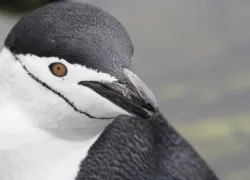 . ChinstrapPalaverPoint_CarolCottonBlickenstorfer.jpeg.webp