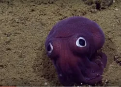 purple squid