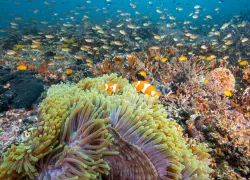 -_Indonesia_Lembeh_to_Raja_-_.jpg.webp