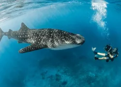 AlexTyrell_Whale-Shark-Videographer- Rhincodon-typus __edit.jpg.webp