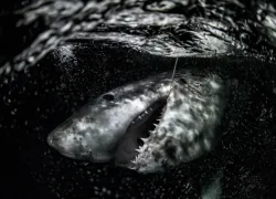 Annie Guttridge - Saving the Blue .png.webp