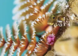 Bonaire-_edit.jpg.webp