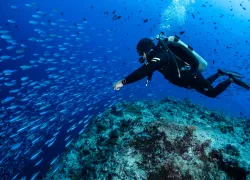 CREDIT PT Hirschfield CAPTION Diver at the Blue Corner Dropoff   .jpg.webp