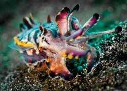 Cephalopodcast-_edit.jpg.webp