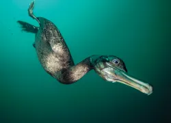 Cormorants E  SDM-NOV-OO-_edit   .jpg.webp