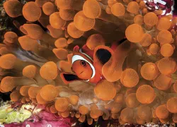 CourtesyWakatobi_WS_edit.jpg.webp