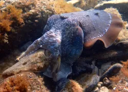CuttlefishMating_AlexandraOwens.JPG.webp