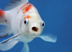 Fish_Noheaphotos_shutterstock_.jpg.webp