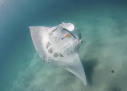 Ginger_mantaray_BA.jpg.webp