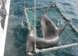 Great Hammerhead   .jpg.webp