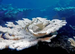 Horseshoe Reef Bleaching  _JD Reinbott_.jpg.webp