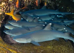 ISISROCHA_whtieipsharks_shutterstock_.jpg.webp