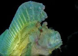 Leaf_scorpionfish_Sonja Ooms_shutterstock_.jpg.webp