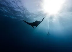 Paterakis_MantaDivers_.jpg.webp