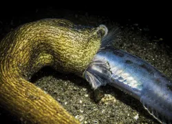 Ribbon-Worm-Attack-_edit.jpg.webp