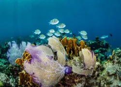 Roatan_FD_UW_HON_ROA___edit.jpg.webp