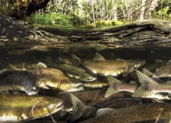 SALMON-FOREST-_edit.jpg.webp