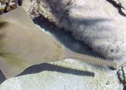 Smalltooth sawfish .JPG.webp