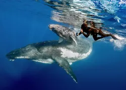 Snorkeler with whales.jpg.webp