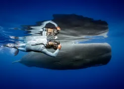 SpermWhales_JayClue.JPG.webp