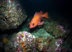 Vermilion-rockfishes_PatrickWebster_OceanOddities-_edit.jpg.webp
