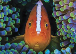 WONDERS_NEMO__edit.jpg.webp