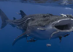 Whale-Shark-St-Helena_KarlThrower.JPG.webp