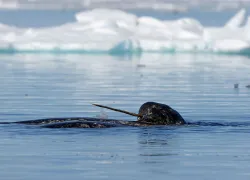 narwhal