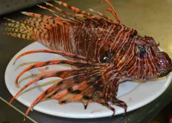 Alabama hosts lionfish derby at Orange Beach Flora-Bama Marina.