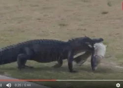 alligator with fish in its mouth at Florida golf course