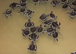 baby hawsbills
